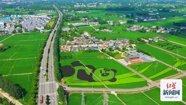 崇州稻田画：田间绘艺术，大地孕丰收