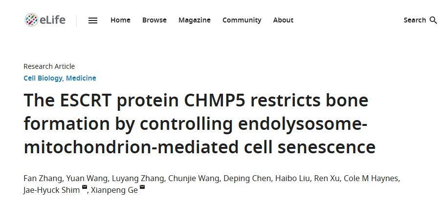 宣医科创|宣武医院葛献鹏团队揭示CHMP5基因在调控骨骼干细胞衰老及系统性肌骨骼关节紊乱病发病机制和治疗中的潜在作用