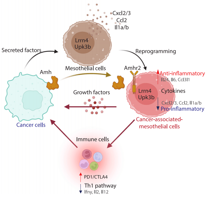 抗苗勒管激素受体AMHR2