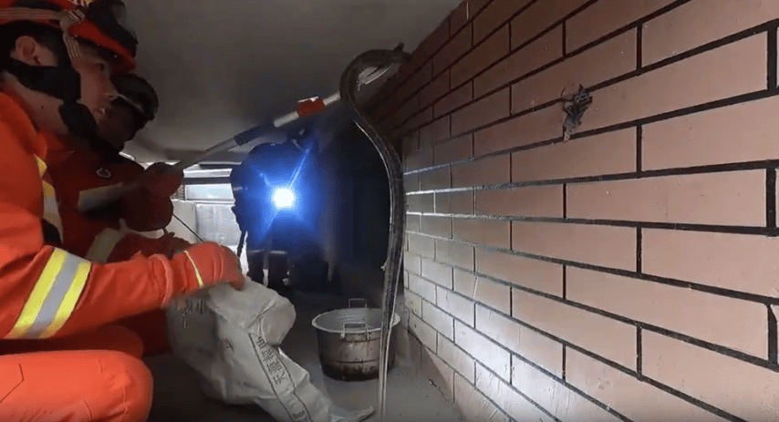 山东多地惊现大蛇，潍坊也有！