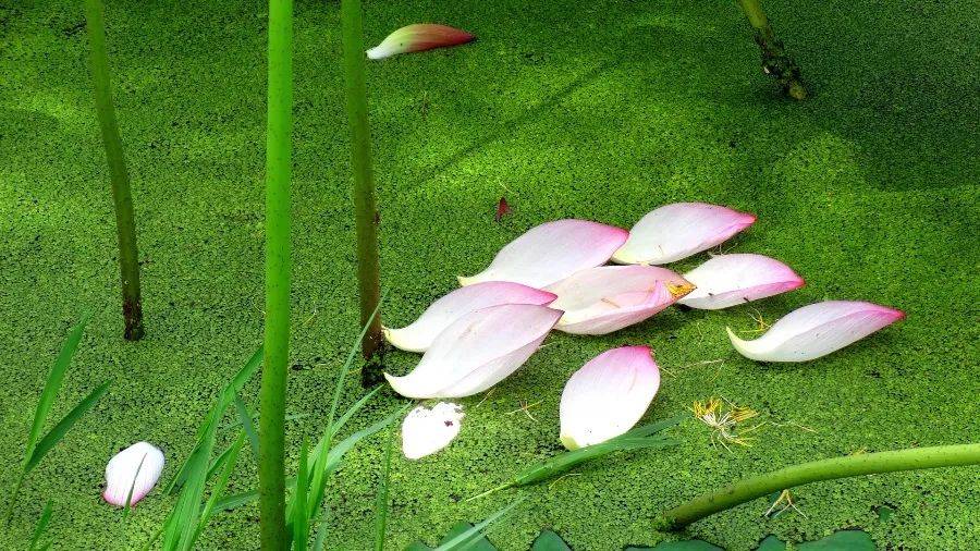 这道养生汤品，清热祛湿、健脾益胃，当下喝正合适