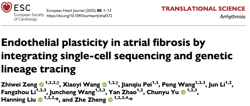 破解心房纤维化，有新靶点！欧洲心脏杂志阜外医院郑哲团队研究
