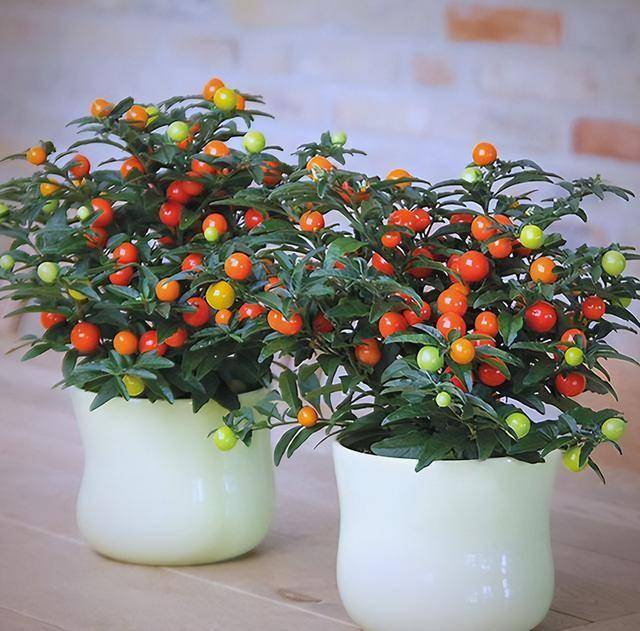 珊瑚樱：窗台红玛瑙，三招催出365天不落果