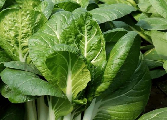 养生：吃小白菜的好处