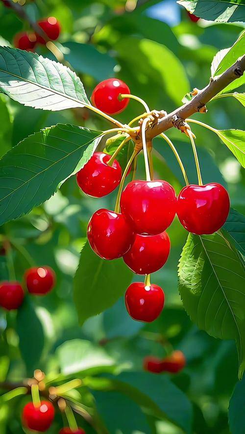 樱桃泡酒的白酒买哪种好？教你选对酒，轻松泡出美味樱桃酒