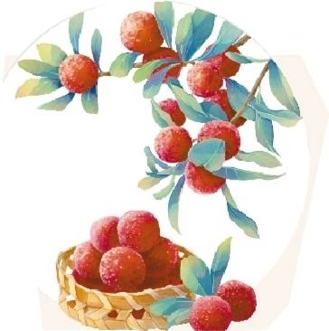 夏天的第一颗杨梅 吃起来