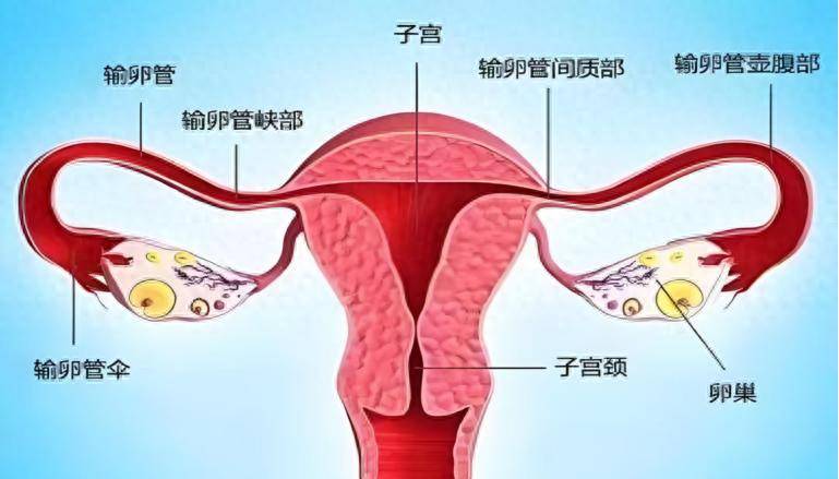 60%无症状，输卵管阻塞：好孕路上的隐形路障