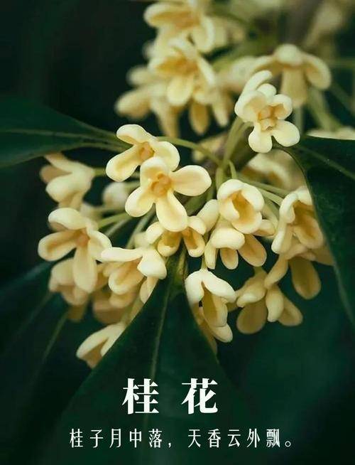 桂花可以泡酒吗？教你如何泡出香气扑鼻的桂花酒！