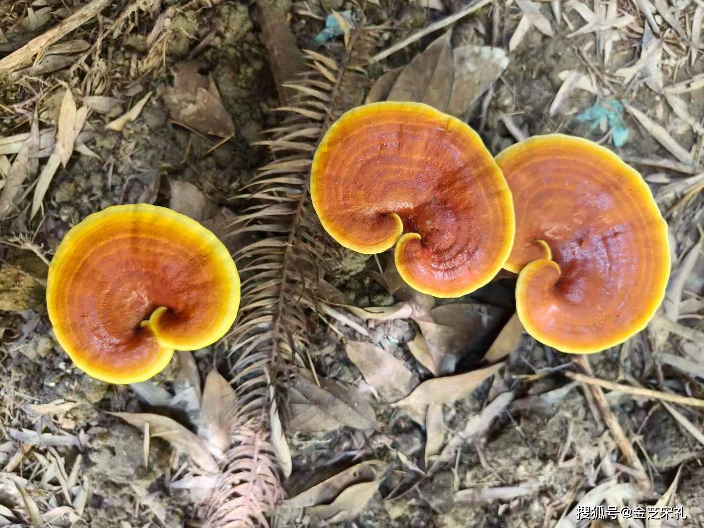 养生新潮：灵芝茶成为康养人士的良方！