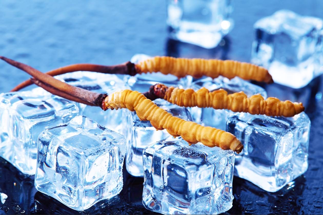 一文看懂：鲜冬虫夏草的药膳食疗应用，你知道多少？