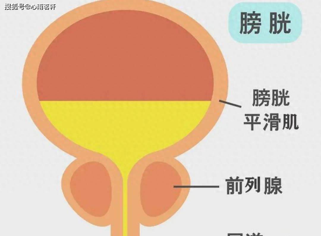 原创            中成药：普适泰片，普乐安片，复方蓝棕果片