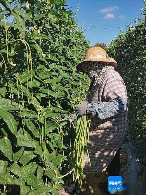 河南农民贴甲片护指摘豆角:用后甲会磨得肉疼,发炎,甚至脱落