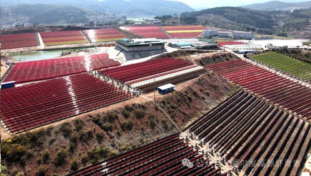 口服虾青素为何成为抗老新宠？它到底具有怎样的功效？