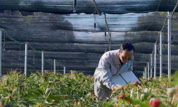 从中药材GAP基地到品质标杆，云南白药助力云药产业标准化