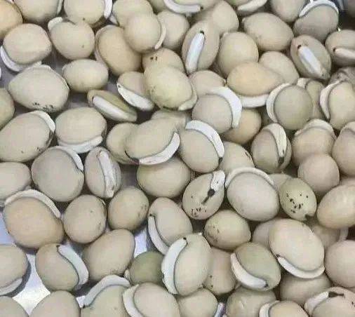 “夏季祛湿神豆”，从现在吃到三伏，健脾化湿、和中消暑！