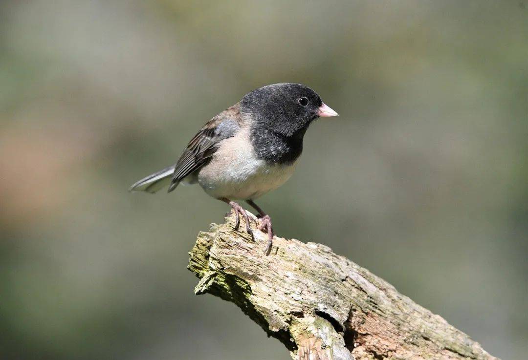 抑郁焦虑，要解决，离不开中医