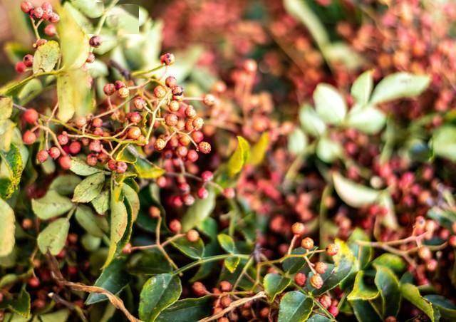 花椒真能清“老细胞”？浙大研究爆新发现，厨房调料藏着抗衰密码