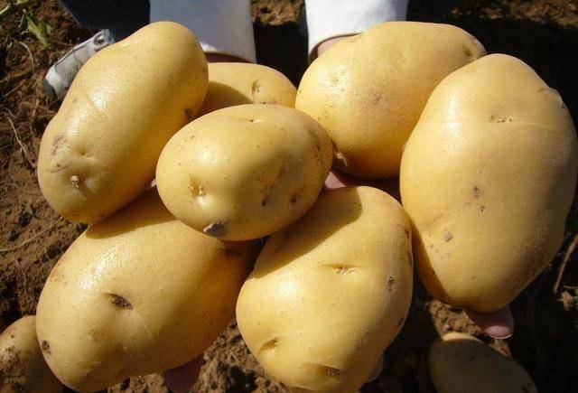 土豆再次受到关注！研究发现：老人常吃土豆，可能会拿下4大好处