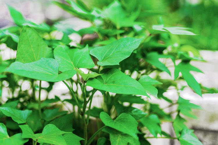 原创            红薯叶立大功！医生直言：常吃红薯叶，可改善4种疾病，别错过！