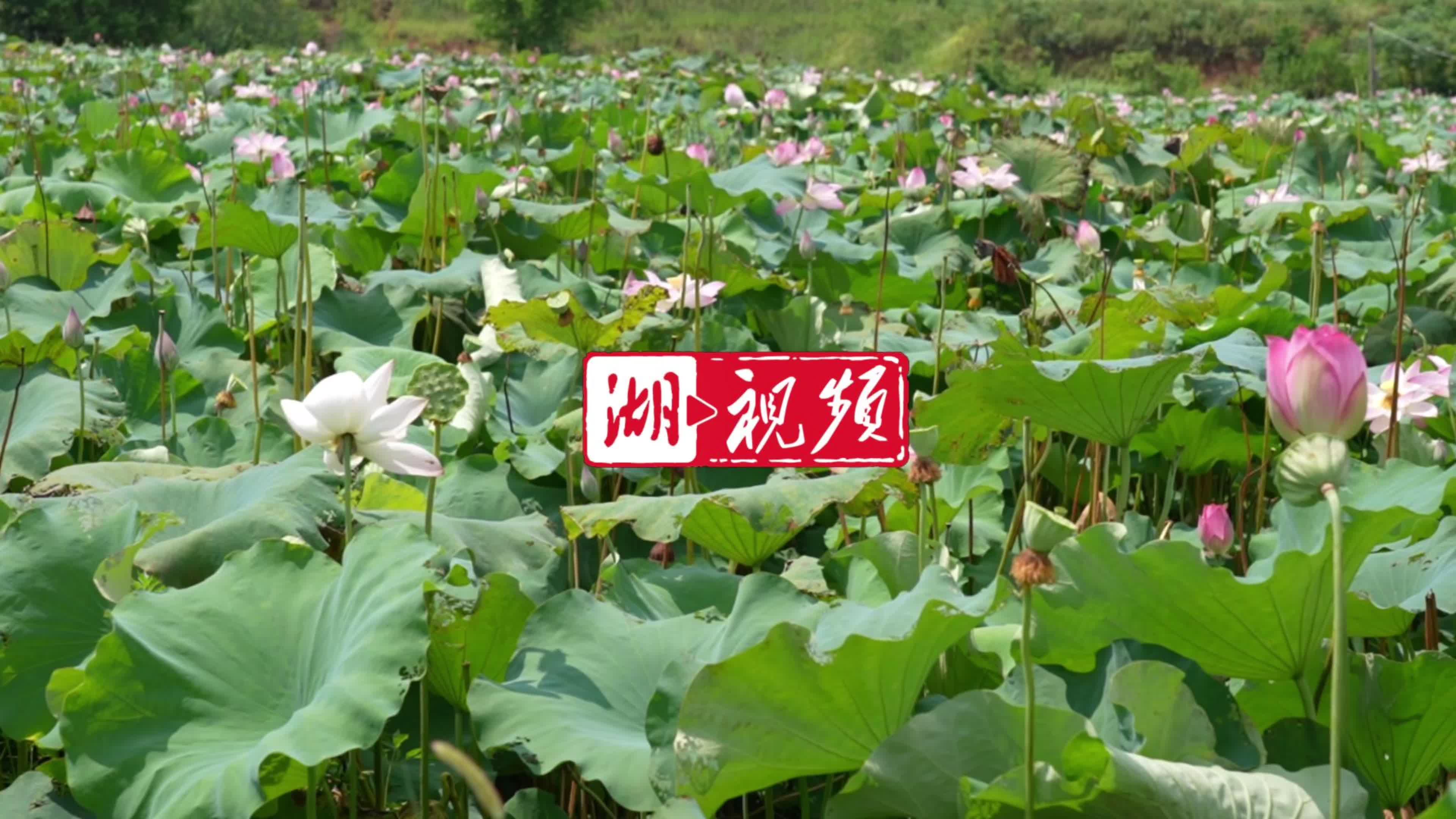 太空莲凭 “甜” 劲叩开高端市场