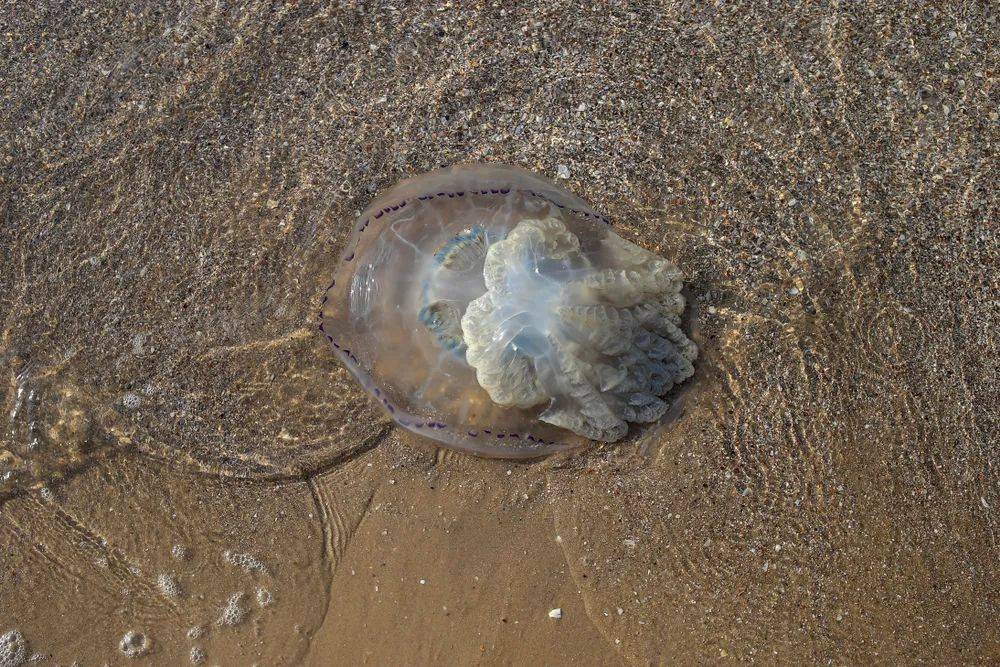 带孩子去海边，千万别碰这些东西，有剧毒！
