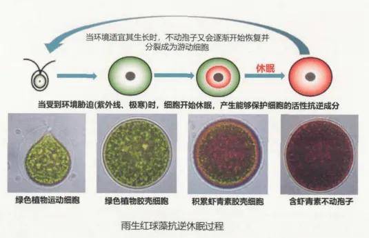 口服天然虾青素抗紫外线机制解析——藻源抗氧化剂的临床价值与消费决策指南