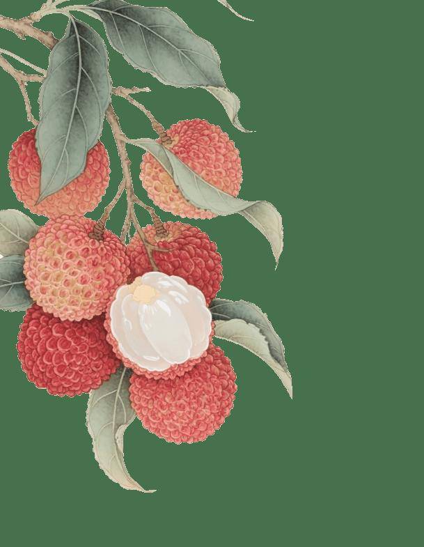 【广医科普】解锁《长安的荔枝》，探寻同款荔枝的中医密码