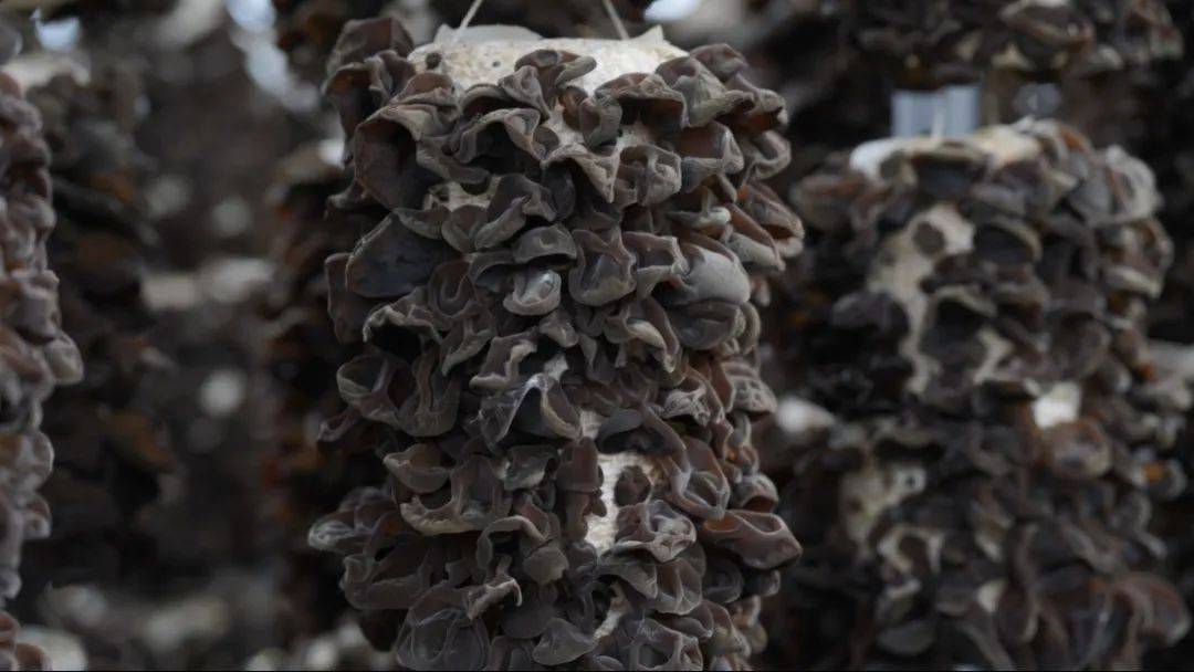 2025年三伏不一般！推荐吃有机沙棘木耳来清补