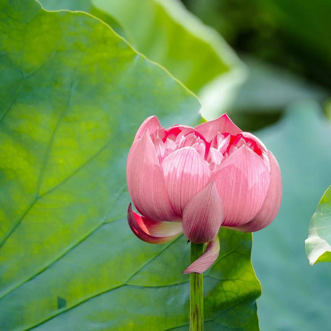 大暑已至，可别让 “空调病” 趁虚而入呀～