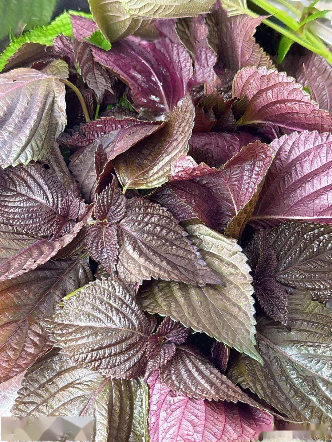 原创            老中医盖章的“正气菜”！祛湿健脾第一名，北方人很少吃