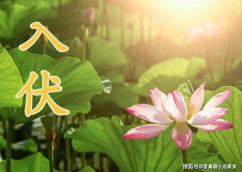 原创            7月20号入伏，提醒中老年人：少吃2样，多吃5样，美味营养又消暑！