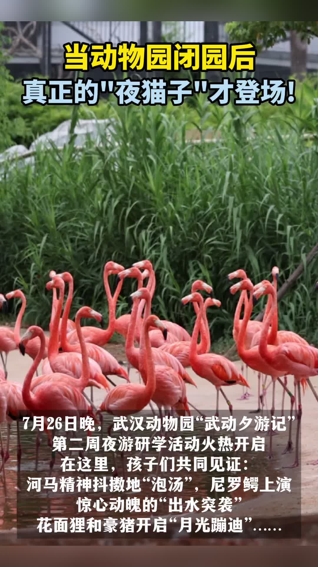 动物园闭园后，真正的“夜猫子”才登场！