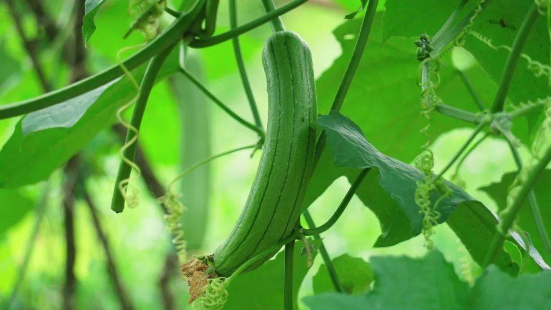 【妇产科普】小暑时节，营养师和您聊丝瓜