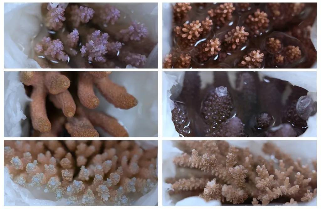 “它们应该在海底”，港珠澳大桥海关近日查获→