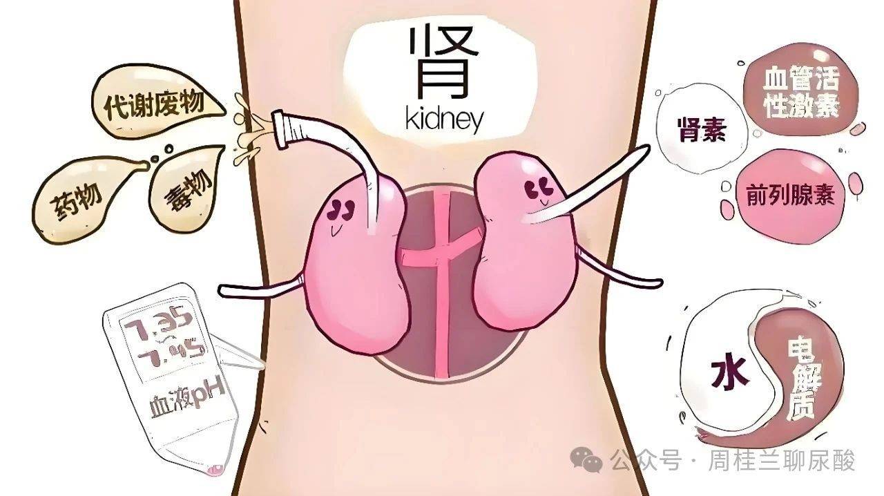 高尿酸发展到哪易结晶？注意三个生活细节，痛风专家周桂兰科普！