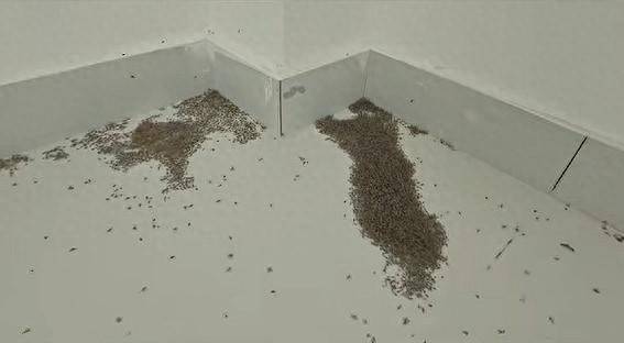 河南极端高温 蚊子都被热死了