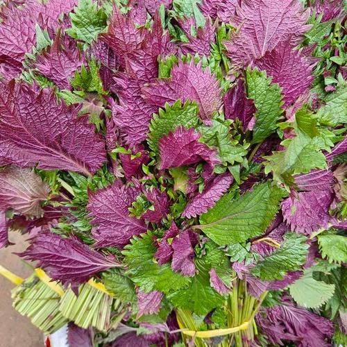 紫苏生姜水：老祖宗的智慧茶饮，养生功效超乎想象