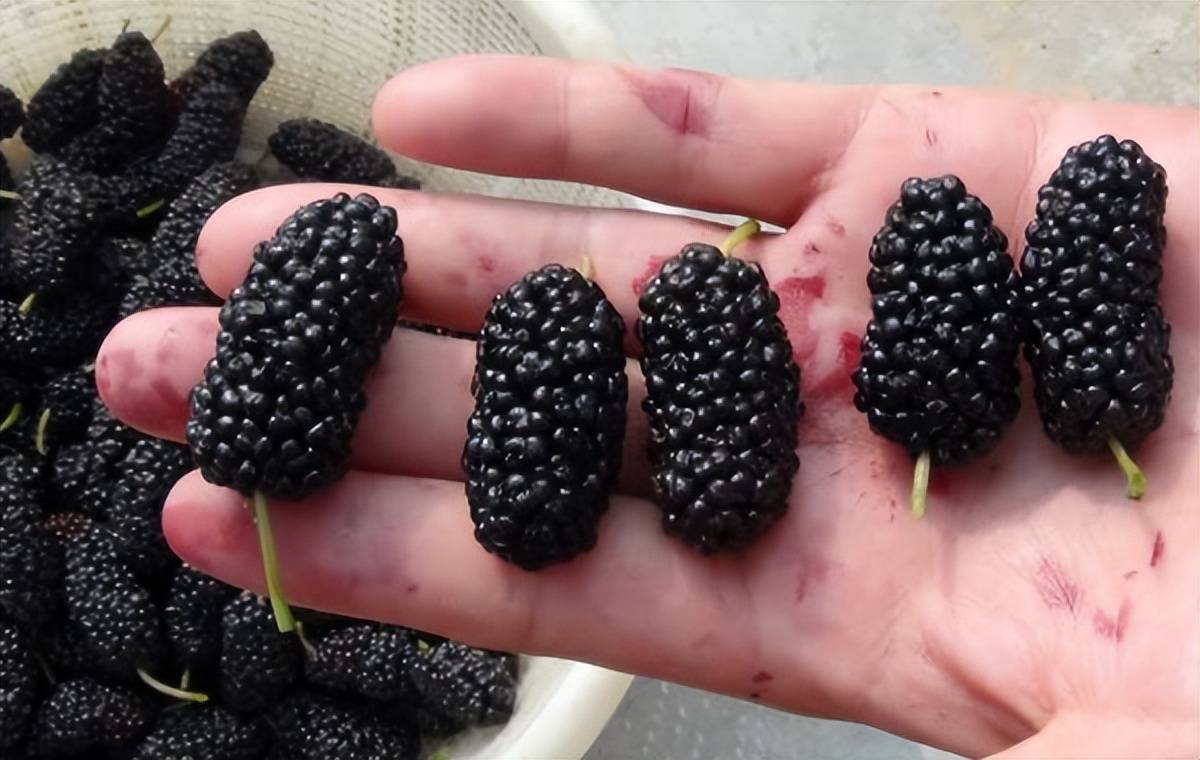 原创            21 世纪最佳保健水果，不仅百搭，好看好吃营养还很高，不容错过