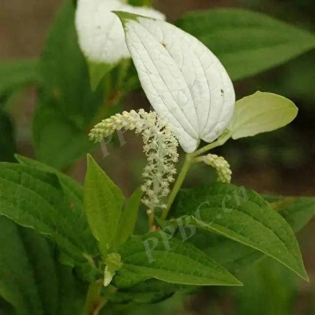 吕文扬亚洲地理博士：湿地里的“祛湿能手”，三白草专治湿症显神通