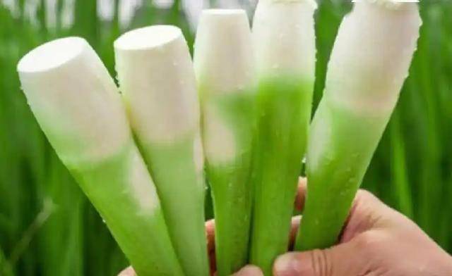 茭白立大功？专家研究发现：经常吃茭白，或对4种炎症问题有好处