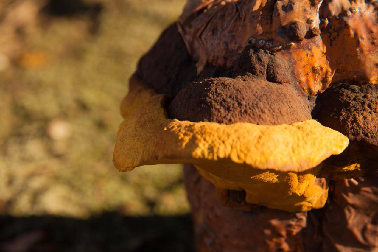 桑黄：传统药材对肝癌的新希望