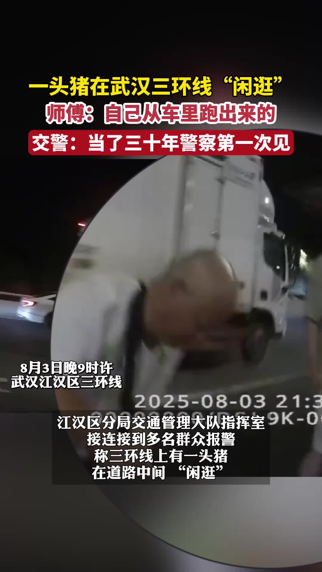 二师兄深夜“越狱”逛三环！交警：30年来头回见