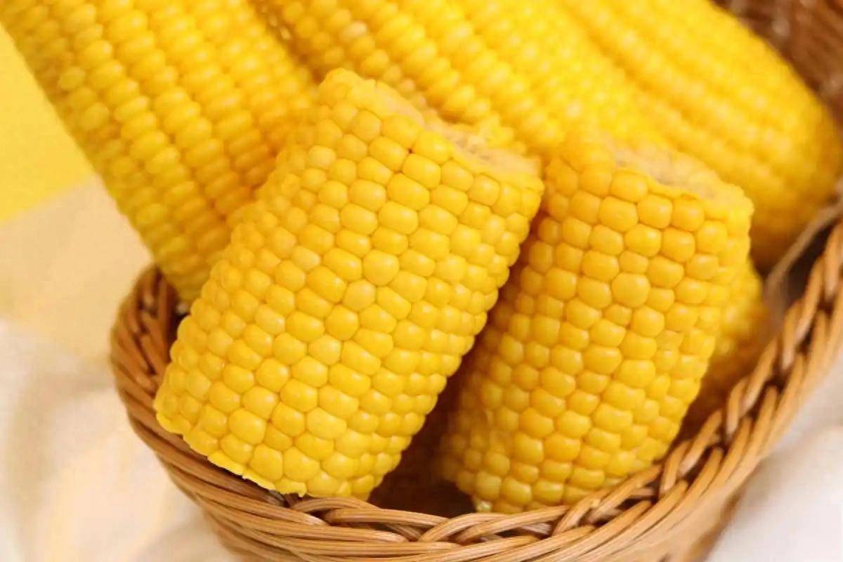 玉米再次成为关注对象？医生提醒：糖尿病人吃玉米时，多注意3点