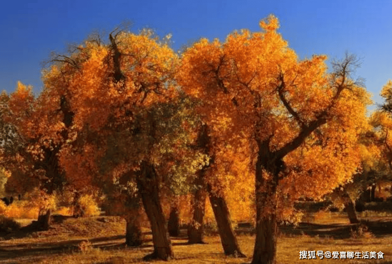 原创            秋天到了，建议中老年：多吃这4种“酸味菜”，降燥润肺护肝胆！