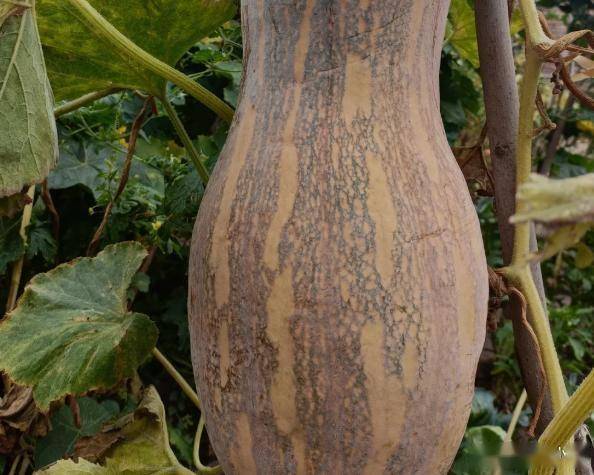 原创            立秋后，最补的不是莲藕而是它，连吃3天，补脾胃促消化