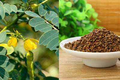 老祖宗的 “明目宝”—— 决明子，简单泡一泡，眼睛舒服了