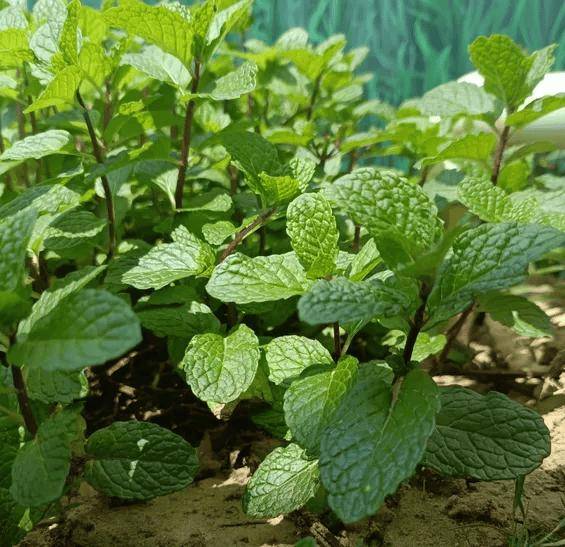 原创            薄荷是热性还是寒性？薄荷虽好，但4类人尽量少吃为好，建议了解