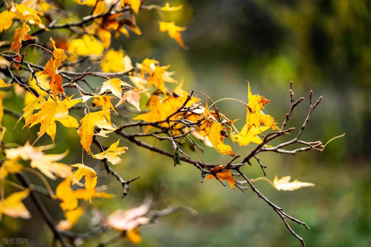原创            立秋后，对肺很好的“3白”，秋天不妨多吃，滋阴润肺，健康过冬