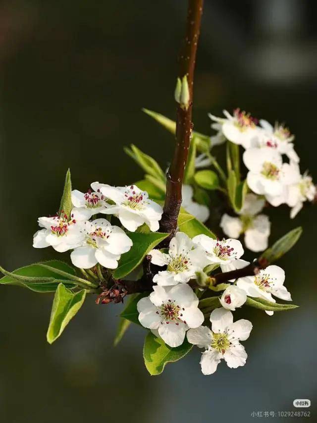 肺结节别慌！秋天吃对东西，帮你把结节斩草除根