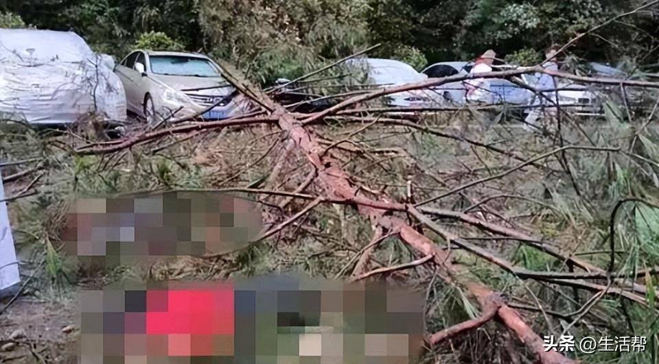 重庆3女子贵州买避暑房避暑，晚饭后结伴散步被大树砸倒致1死2伤，2伤者获9万元补偿